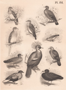 The Parrot Dove, The Stock Dove, The Passenger Pigeon, The European Turtle Dove, The Sparrow Pigeon, The Partridge Dove, The Common Bronze-wing, The Collared Dove, The Crowned Dove, The Toothed Dove